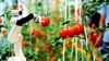 ING Bank continuă IMM Invest și lansează Agro IMM Invest 2022