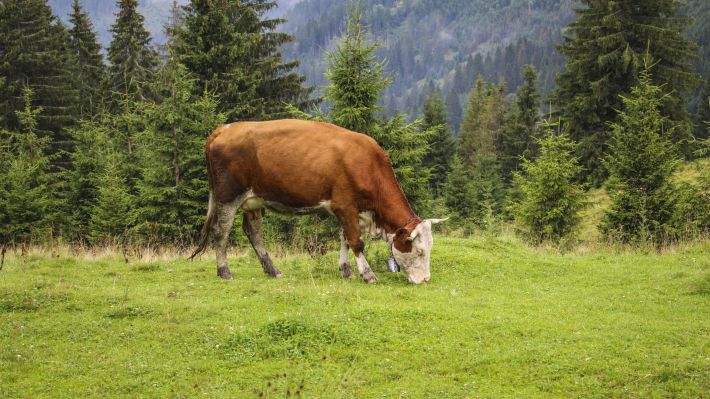 APIA eliberează adeverinţe fermierilor care doresc să acceseze credite bancare