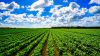 Raiffeisen Bank a asistat Insight Investment în vânzarea Thames Farming Enterprise
