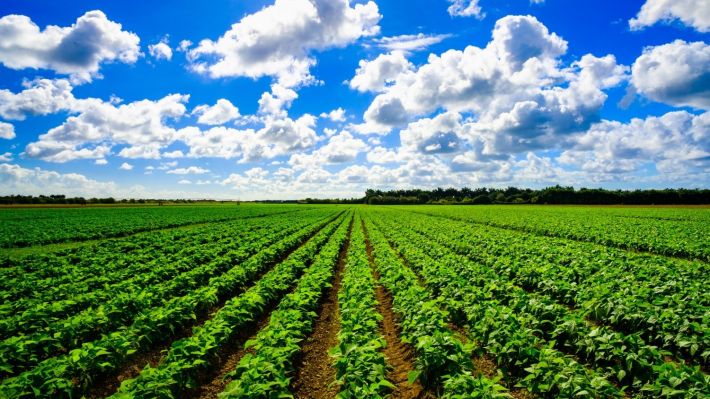 Raiffeisen Bank a asistat Insight Investment în vânzarea Thames Farming Enterprise